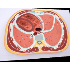 Schematic Cross Section Through Thorax (T12)